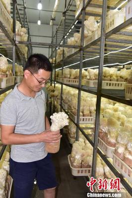 科技引领福建尤溪食用菌产业升级 助力农民脱贫致富创业